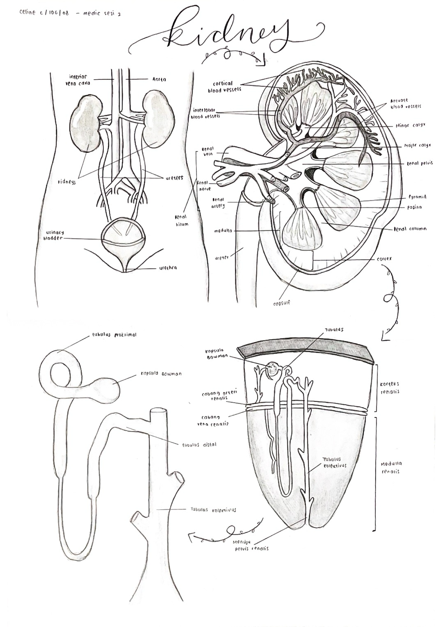 Kidney Medical Anatomy Illustration